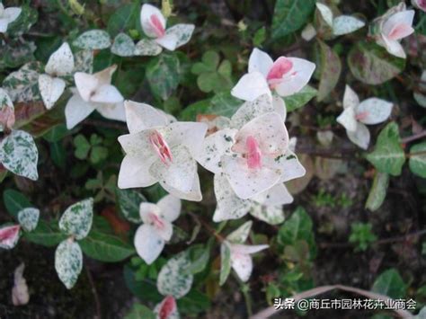 花葉絡石風水|花葉絡石的養護知識匯總